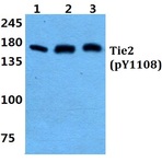 p-Tie-2 (Y1108) pAb