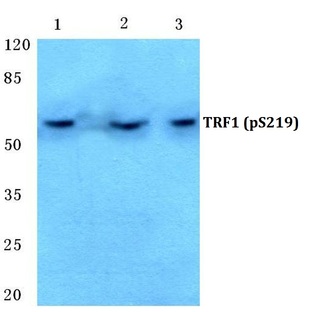 p-TRF1 (S219) pAb