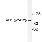 p-ABL1 (Y412) pAb