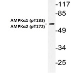 p-AMPK(alpha)1/2 (T183/172) pAb