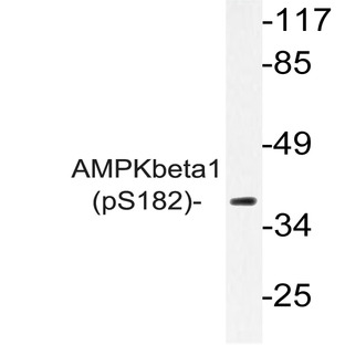 p-AMPK(beta)1 (S182) pAb