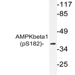 p-AMPK(beta)1 (S182) pAb