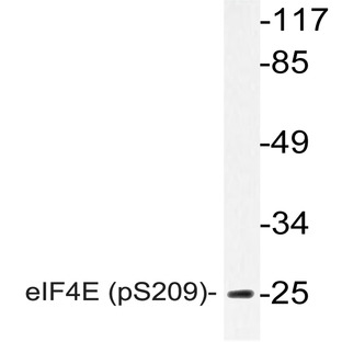 p-eIF4E (S209) pAb