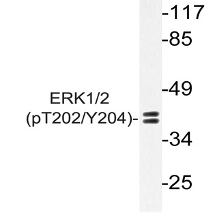 p-ERK1/2 (T202/Y204) pAb