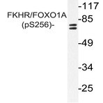 p-FKHR/FOXO1A (S256) pAb