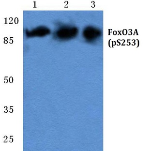 p-FoxO3A (S253) pAb