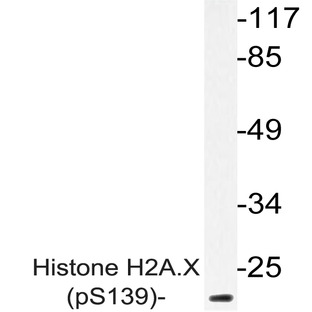 p-Histone H2A.X (S139) pAb