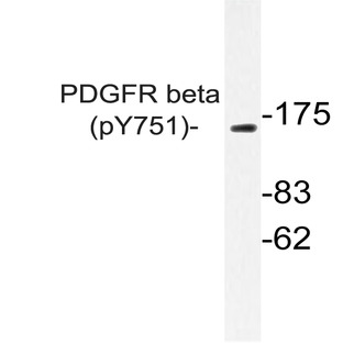 p-PDGFR-(beta) (Y751) pAb