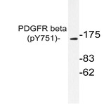 p-PDGFR-(beta) (Y751) pAb