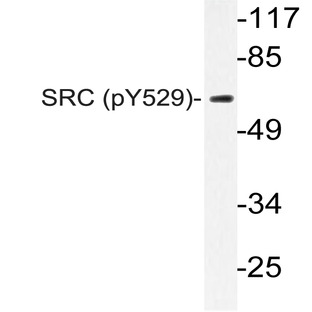 p-c-Src (Y529) pAb