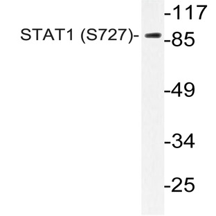 p-Stat1 (S727) pAb