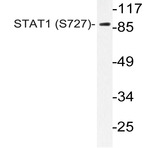 p-Stat1 (S727) pAb