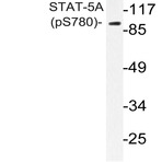 p-Stat5a (S780) pAb