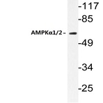 AMPK(alpha)1/2 (N180) pAb