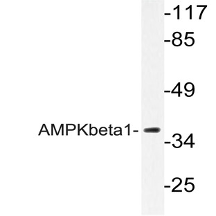 AMPK(beta)1 (Y188) pAb