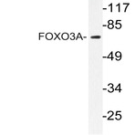 FoxO3A (N259) pAb