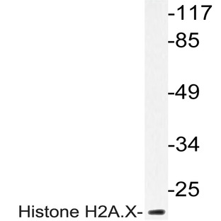 Histone H2A.X (E145) pAb