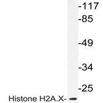 Histone H2A.X (E145) pAb