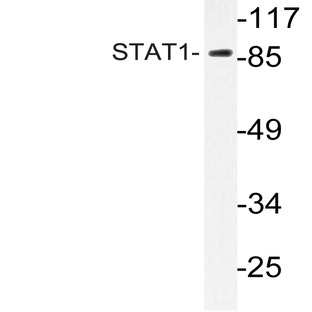 Stat1 (D733) pAb