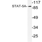 Stat5a (L786) pAb