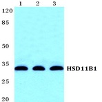 HSD11B1 pAb