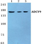 Bs5590_wb