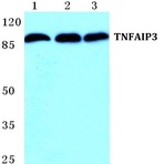 Bs5592_wb