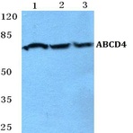 Bs5595_wb