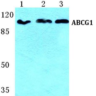 ABCG1 pAb