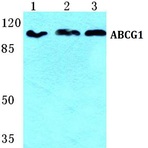 ABCG1 pAb