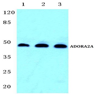 ADORA2A pAb