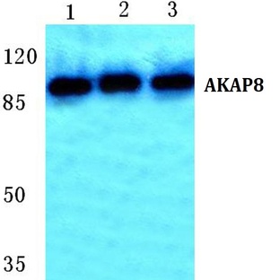 AKAP8 pAb