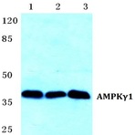 AMPK(gamma)1 pAb