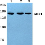 AOX1 pAb