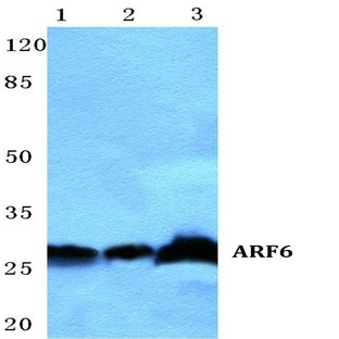 ARF6 pAb