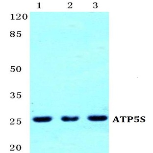 ATP5S pAb