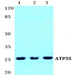 ATP5S pAb