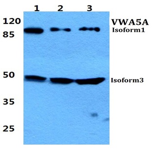 VWA5A pAb