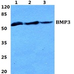 Bs5629_wb