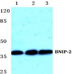 BNIP-2 pAb