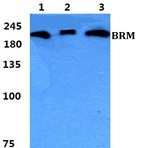 Bs5631_wb