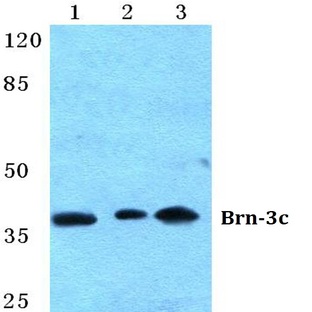 Brn-3c pAb