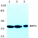 Bs5633_wb