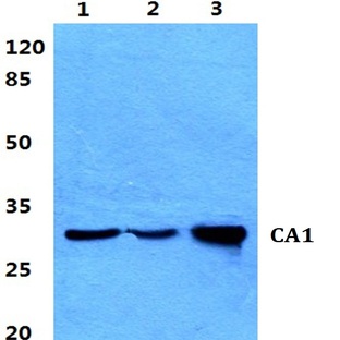 CA1 pAb