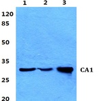 CA1 pAb