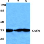 CA5A pAb