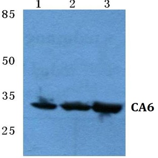 CA6 pAb