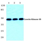 Casein Kinase I(delta) pAb