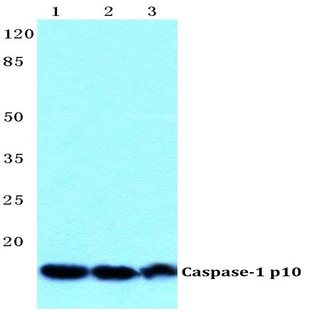 Caspase-1 p10 pAb