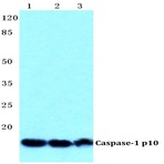 Caspase-1 p10 pAb